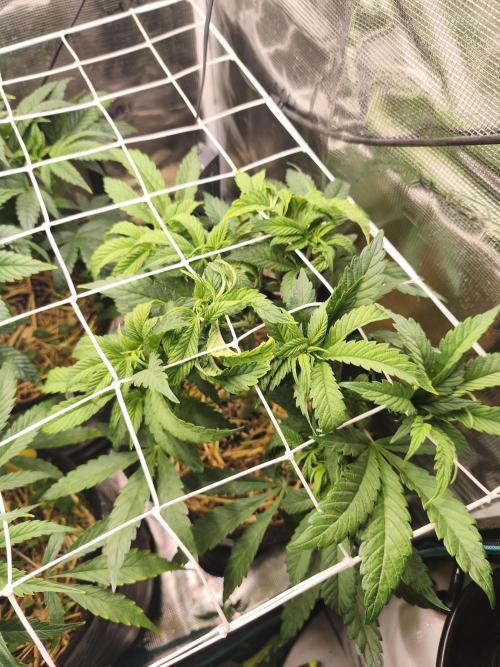 Sol vivant 15L - Ztrawberry. Week 9