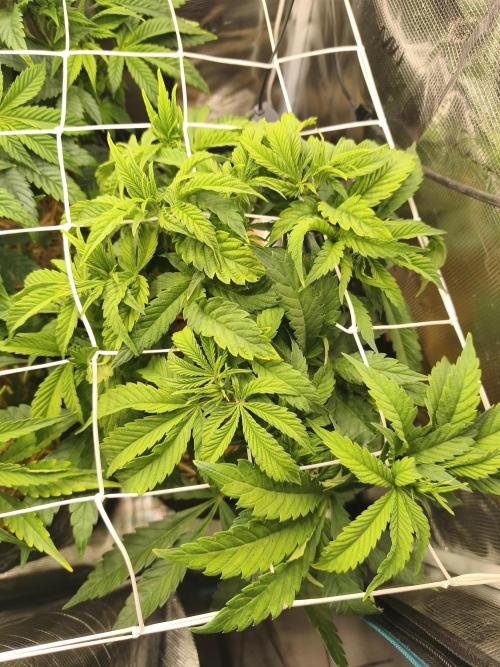 Sol vivant 15L - Ztrawberry. Week 10