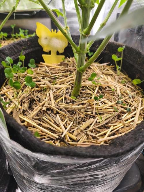 Sol vivant 15L - Ztrawberry. Week 10