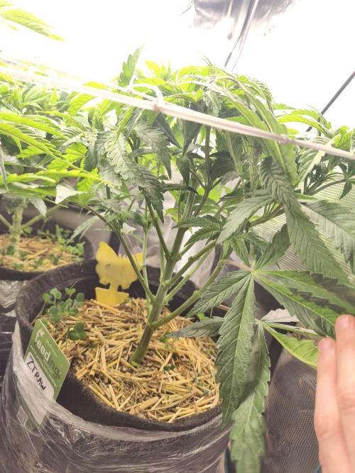 Sol vivant 15L - Ztrawberry. Week 10