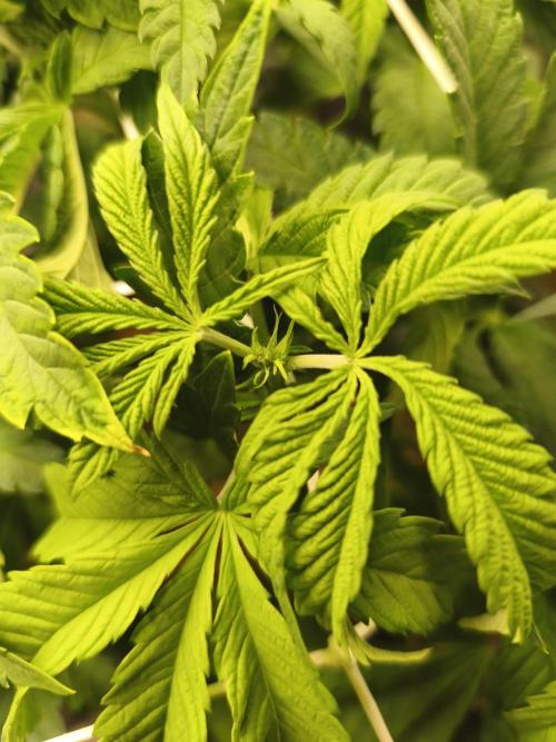 Sol vivant 15L - Ztrawberry. Week 10