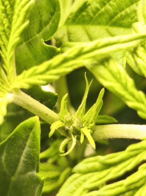 Sol vivant 15L - Ztrawberry. Week 10