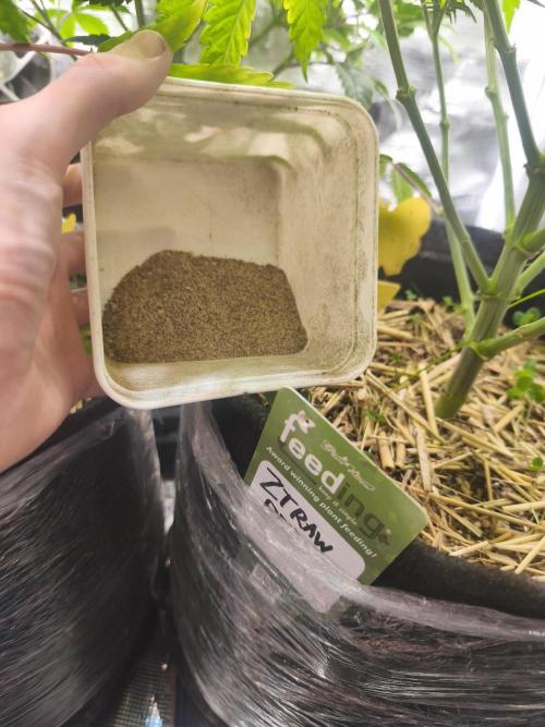 Sol vivant 15L - Ztrawberry. Week 10