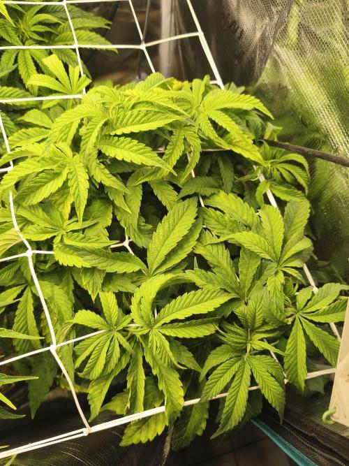 Sol vivant 15L - Ztrawberry. Week 10