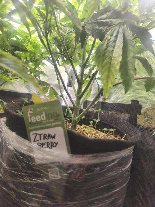 Sol vivant 15L - Ztrawberry. Week 11