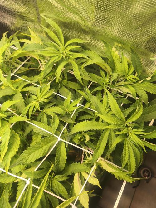 Sol vivant 15L - Ztrawberry. Week 11