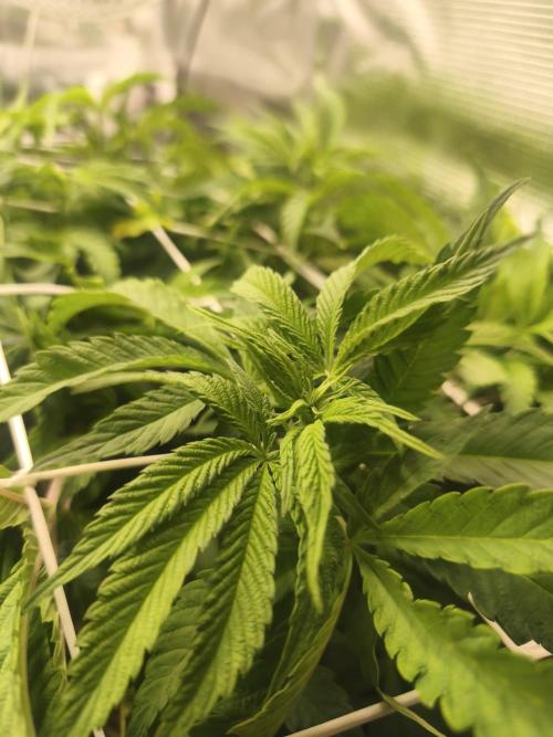 Sol vivant 15L - Ztrawberry. Week 11