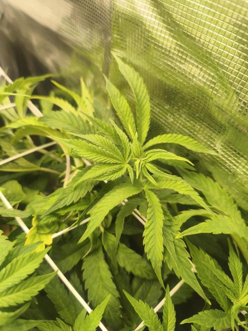 Sol vivant 15L - Ztrawberry. Week 11