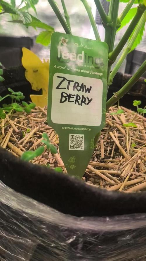 Sol vivant 15L - Ztrawberry