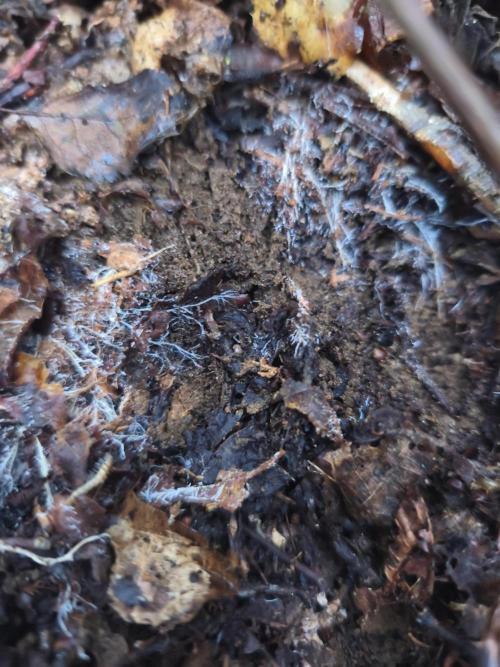 Hou_Stone Living Soil Creation. Week 0 - 16/02/2026