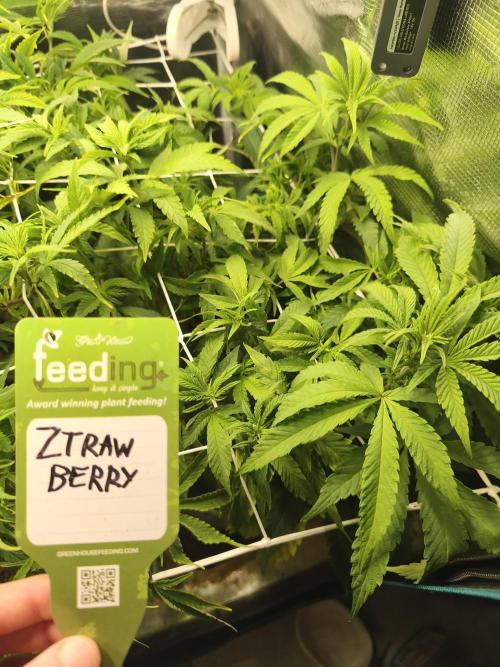 Sol vivant 15L - Ztrawberry. Week 12