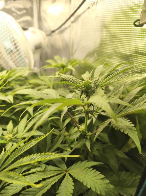 Sol vivant 15L - Ztrawberry. Week 13