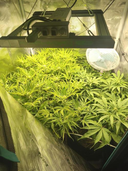 Sol vivant 15L - Ztrawberry. Week 13 - Ztrawberry on the right 