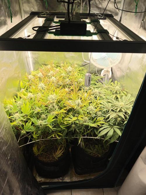 Sol vivant 15L - Ztrawberry. Week 15 - Ztrawberry on the right