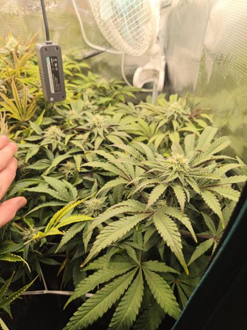 Sol vivant 15L - Ztrawberry. Week 15