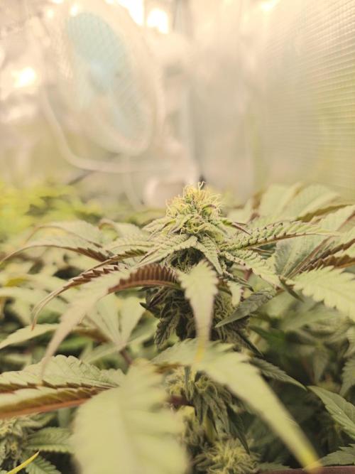 Sol vivant 15L - Ztrawberry. Week 15