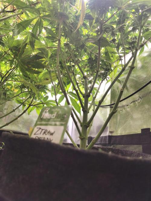 Sol vivant 15L - Ztrawberry. Week 15