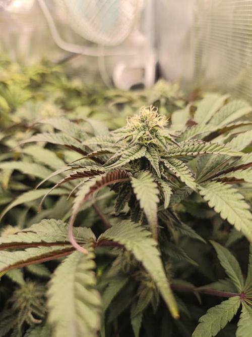 Ztrawberry. Week 15