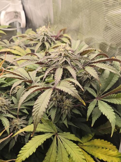 Sol vivant 15L - Ztrawberry. Week 16