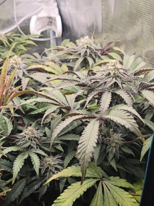 Sol vivant 15L - Ztrawberry. Week 16