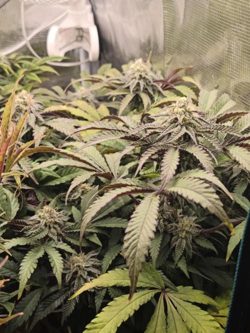 Sol vivant 15L - Ztrawberry. Week 16