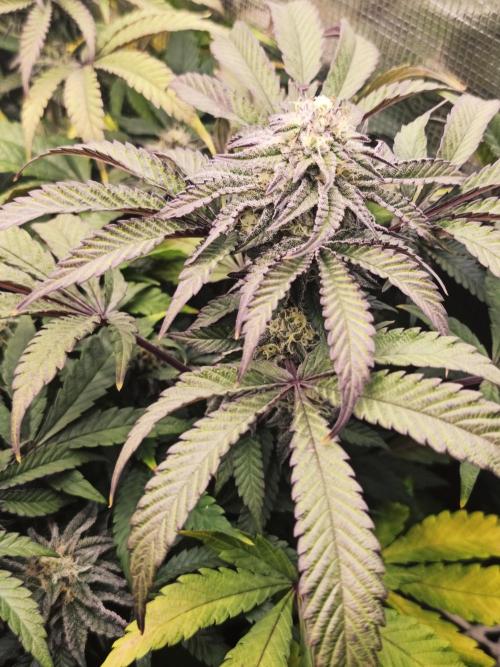 Sol vivant 15L - Ztrawberry. Week 16