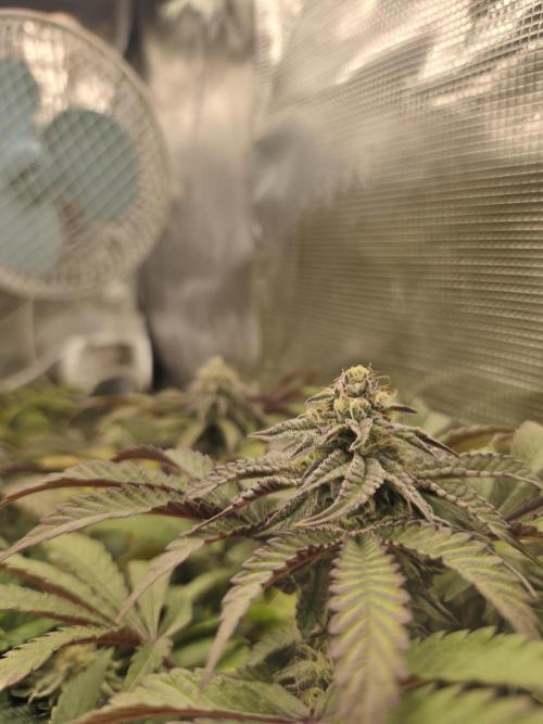 Sol vivant 15L - Ztrawberry. Week 16