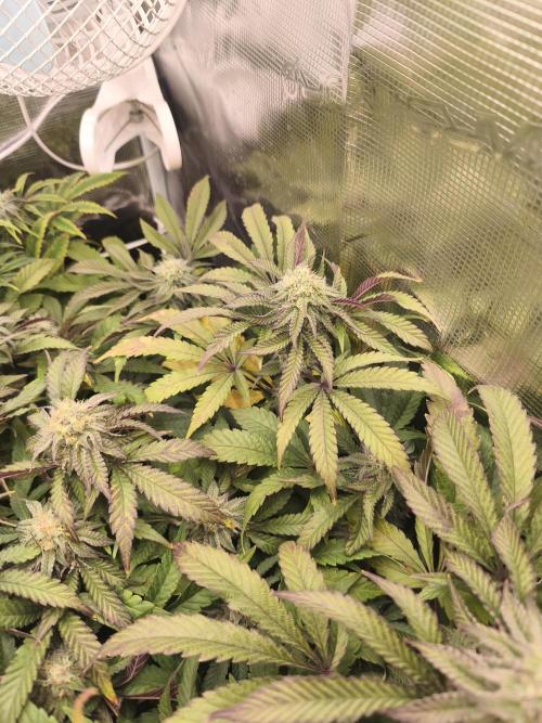 Sol vivant 15L - Ztrawberry. Week 16