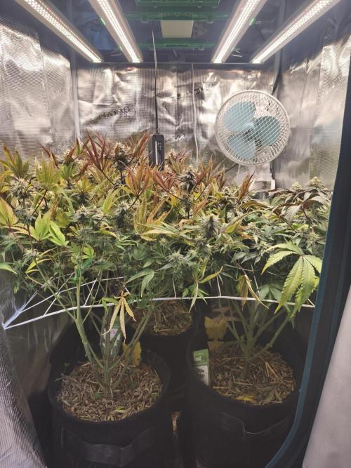 Ztrawberry. Week 16