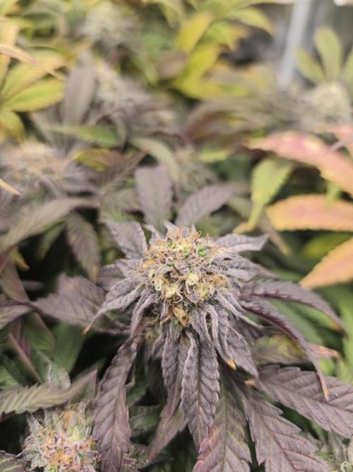 Sol vivant 15L - Ztrawberry. Week 17