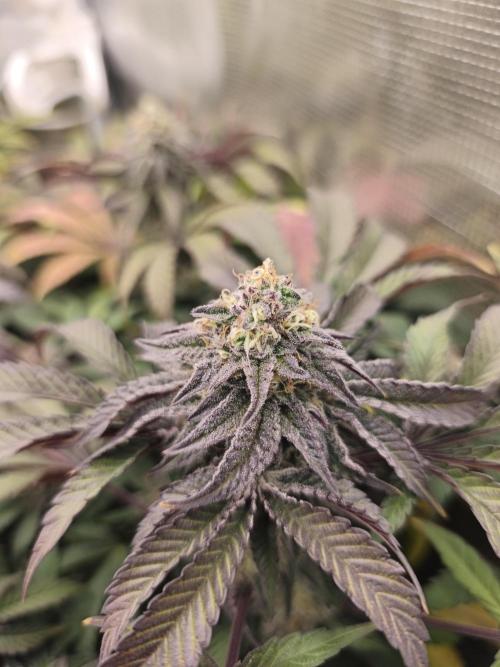 Sol vivant 15L - Ztrawberry. Week 17