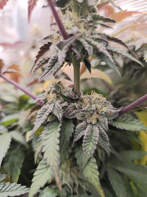 Sol vivant 15L - Ztrawberry. Week 17