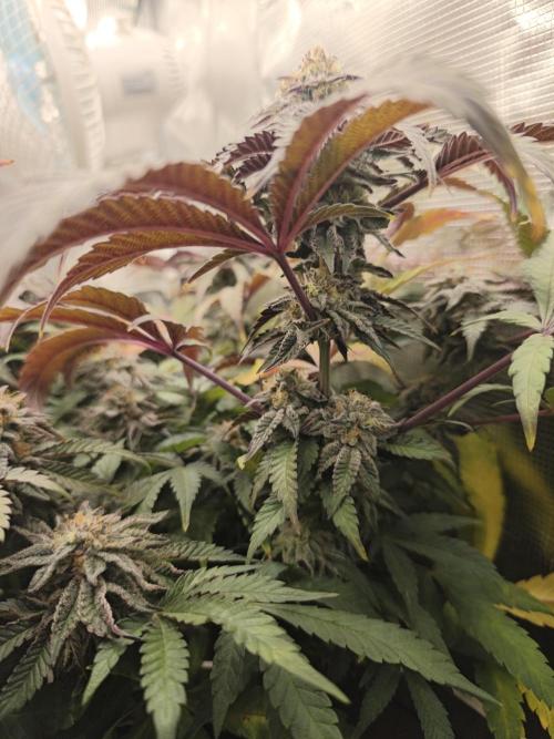 Sol vivant 15L - Ztrawberry. Week 17