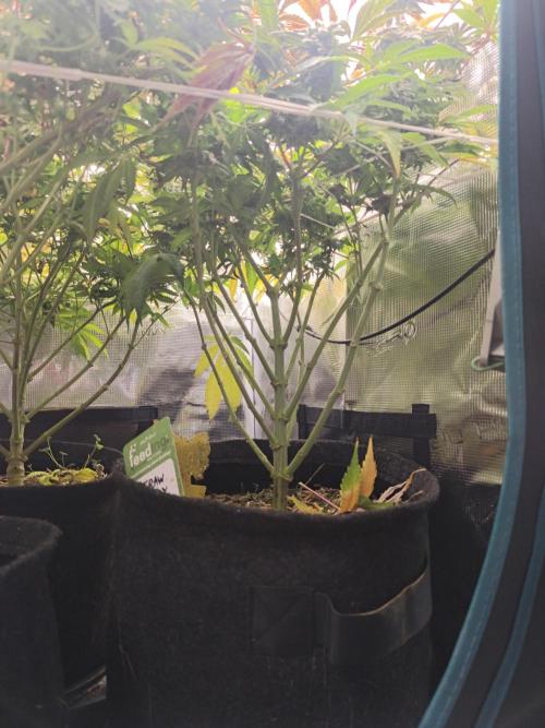 Sol vivant 15L - Ztrawberry. Week 17