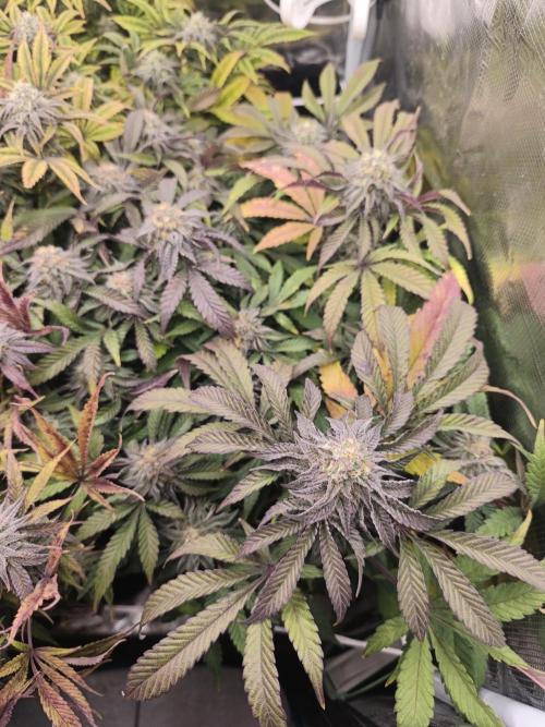 Sol vivant 15L - Ztrawberry. Week 17