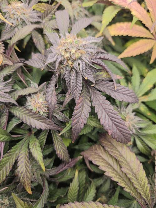 Sol vivant 15L - Ztrawberry. Week 17