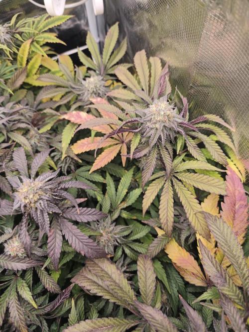 Sol vivant 15L - Ztrawberry. Week 17
