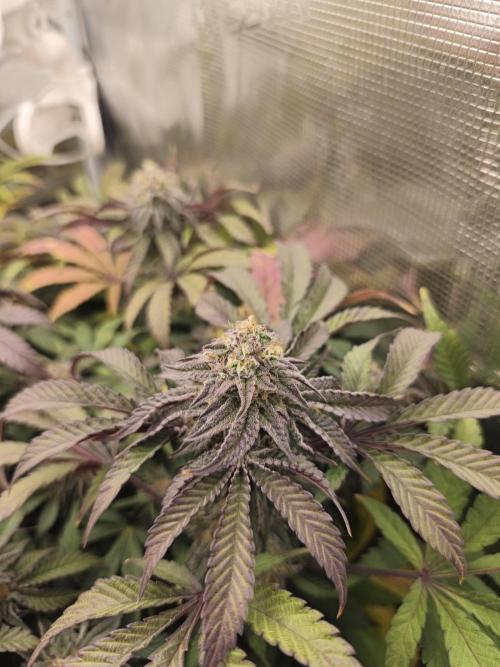 Sol vivant 15L - Ztrawberry. Week 17