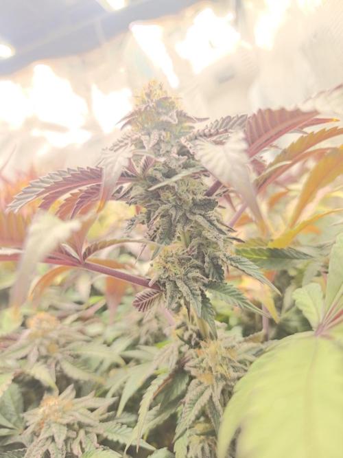 Ztrawberry. Week 17