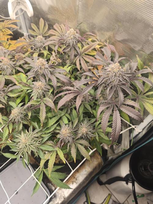 Sol vivant 15L - Ztrawberry. Week 18