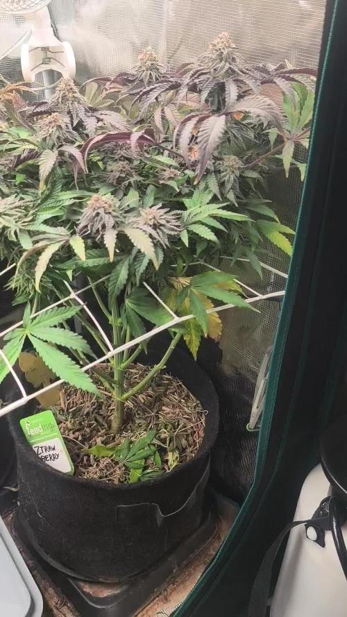 Sol vivant 15L - Ztrawberry