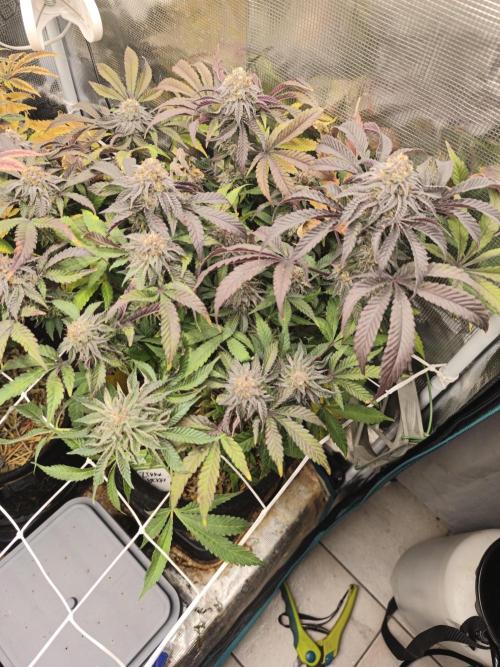 Sol vivant 15L - Ztrawberry. Week 18