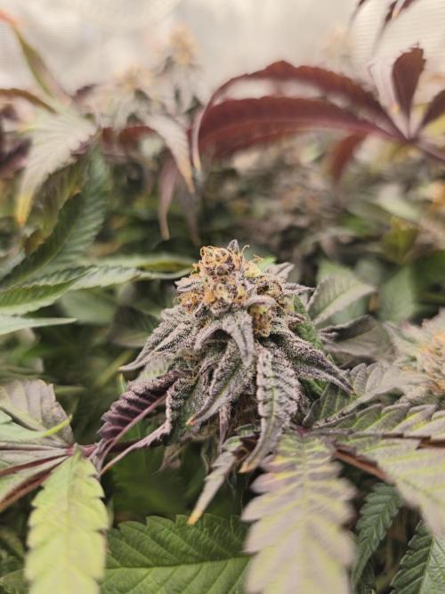 Sol vivant 15L - Ztrawberry. Week 18
