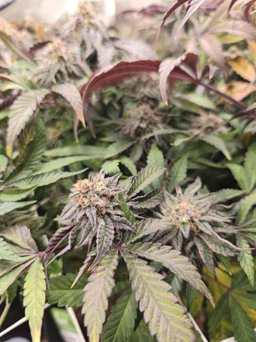 Sol vivant 15L - Ztrawberry. Week 18