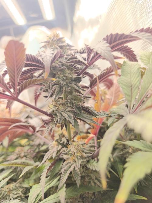 Sol vivant 15L - Ztrawberry. Week 18