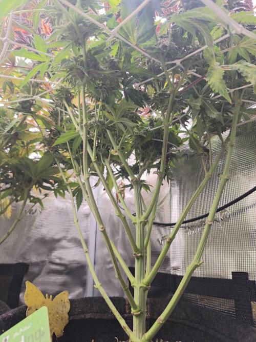 Sol vivant 15L - Ztrawberry. Week 18