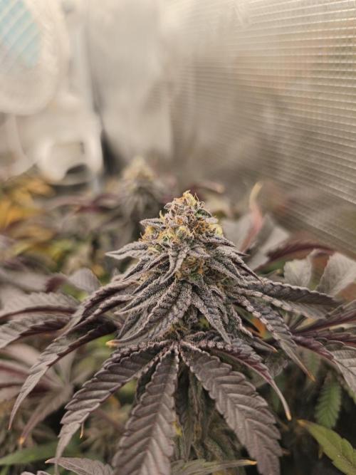 Ztrawberry. Week 18