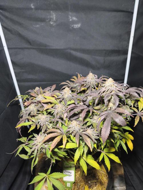 Sol vivant 15L - Ztrawberry. Week 19