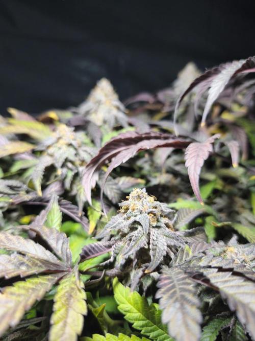 Sol vivant 15L - Ztrawberry. Week 19