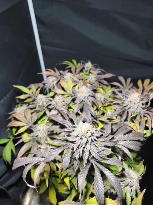 Sol vivant 15L - Ztrawberry. Week 19